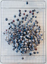 Close up of frozen blueberries on grate. Photo : Jamie Grill