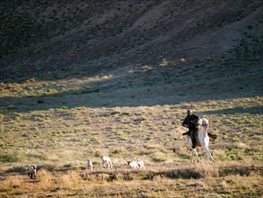 USA, Utah, Cowboy herding livestock in pasture. Photo: John Kelly