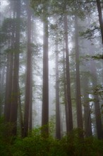 USA, California, Redwood National Park, Trees in fog. Photo : Gary J Weathers