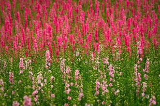 USA, Oregon, Larkspur flowers. Photo : Gary J Weathers