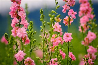 USA, Oregon, Larkspur flowers. Photo : Gary J Weathers