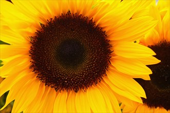 Close-up of sunflower.