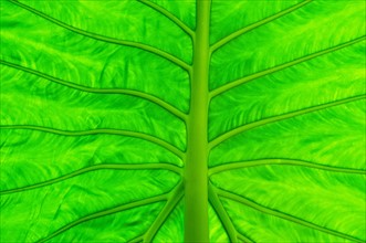 Green leaf, macro.