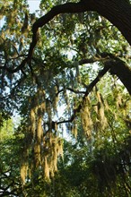 USA, Georgia, Savannah, Oak trees with spanish moss.
