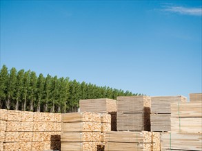 Orderly stacks of timber in tree farm.