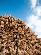 Stack of timber against blue sky. Photo: Erik Isakson