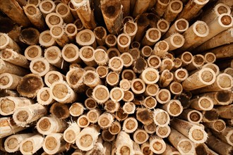 Full-frame shot of timber stack. Photo: Erik Isakson