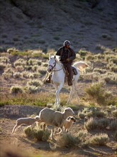 USA, Utah, Cowboy herding livestock in pasture. Photo : John Kelly