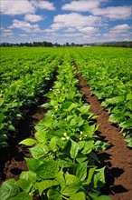 USA, Oregon, Marion County, Green bean field. Photo: Gary J Weathers