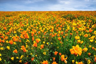 USA, Oregon, Marion County, Field of yellow and orange flowers. Photo : Gary J Weathers