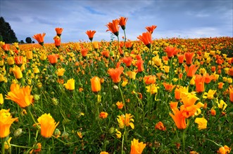 USA, Oregon, Marion County, Field of yellow and orange flowers. Photo: Gary J Weathers