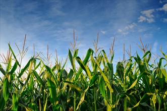 USA, Oregon, Marion County, Corn field. Photo: Gary J Weathers