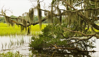 USA, South Carolina, Charleston, Oak trees with spanish moss over river.