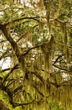 USA, South Carolina, Charleston, Oak trees with spanish moss.