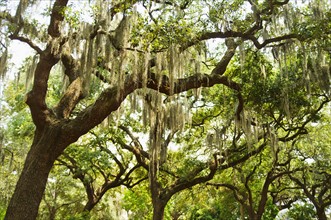 USA, Georgia, Savannah, Spanish moss on oak trees.