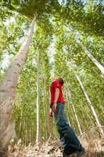 USA, Oregon, Boardman, Boy (8-9) standing between poplar trees in tree farm.