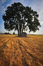 USA, Oregon, Marion County, Oak tree and shack in field. Photo: Gary J Weathers