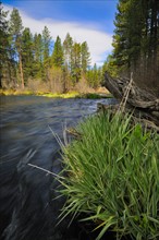 USA, Oregon, Deschutes County, Metolious River. Photo : Gary J Weathers