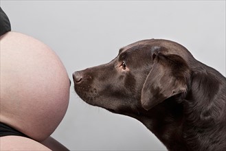 Labrador Smelling Pregnant Stomach. Photo: Justin Paget