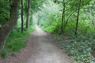 Netherlands, North-Brabant, Oisterwijk, Path in forest. Photo : Jan Scherders