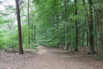 Netherlands, North-Brabant, Oisterwijk, Path in forest. Photo : Jan Scherders