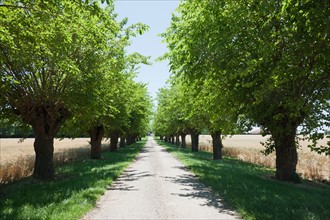 France, Drome, Montvendre, Single lane road lined with trees. Photo : Jan Scherders