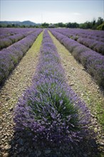 France, Drome, Piegros-la-Clastre, Lavender field. Photo: Jan Scherders