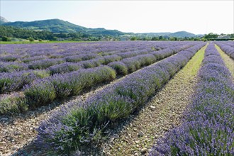 France, Drome, Piegros-la-Clastre, Lavender field. Photo : Jan Scherders