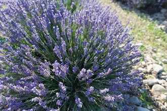 France, Drome, Piegros-la-Clastre, Close-up of lavender in field. Photo : Jan Scherders