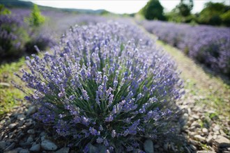 France, Drome, Piegros-la-Clastre, Close-up of lavender in field. Photo: Jan Scherders
