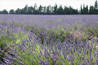 France, Drome, Grignan, Lavender in field. Photo: Jan Scherders