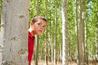 USA, Oregon, Boardman, Boy (8-9) playing seekand hide between poplar trees in tree farm. Photo: