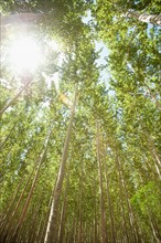 USA, Oregon, Boardman, Boplar trees in tree farm illuminated by bright sunshine.