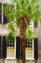 USA, South Carolina, Charleston, Palm tree in front of old house.
