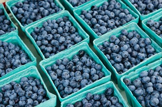 Rows of blueberries in cartons.