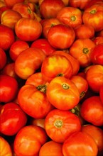 Studio shot of tomatoes.