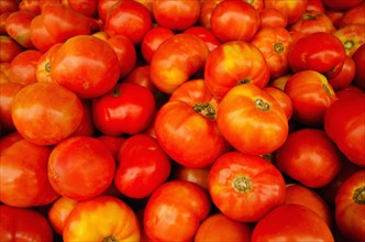 Studio shot of tomatoes.