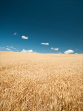 USA, Oregon, Wasco, Wheat field in bright sunshine under blue sky. Photo: Erik Isakson