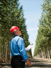 Engineer standing between orderly rows of poplar trees in tree farm.