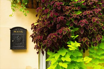 USA, South Carolina, Charleston, Close up of house wall with ivy and mailbox.