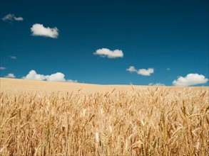 USA, Oregon, Wasco, Wheat field in bright sunshine under blue sky.