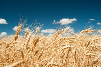 USA, Oregon, Wasco, Wheat ears in bright sunshine under blue sky.