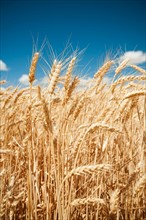 USA, Oregon, Wasco, Wheat ears in bright sunshine under blue sky. Photo: Erik Isakson