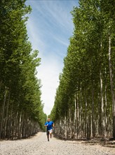 USA, Oregon, Boardman, Man running between rows of poplar trees in tree farm. Photo: Erik Isakson