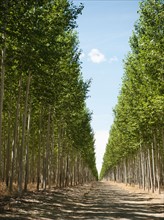USA, Oregon, Boardman, Orderly rows of poplar trees in tree farm.