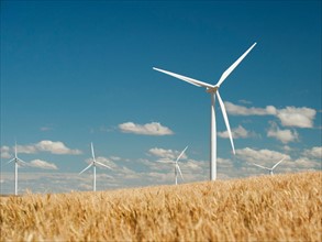 USA, Oregon, Wasco, Wheat field and wind farm in bright sunshine under blue sky. Photo: Erik