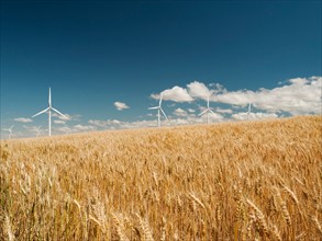 USA, Oregon, Wasco, Wheat field and wind farm in bright sunshine under blue sky.