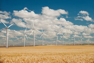 USA, Oregon, Wasco, Wheat field and wind farm in bright sunshine under blue sky.