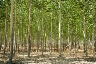 USA, Oregon, Boardman, Poplar trees.