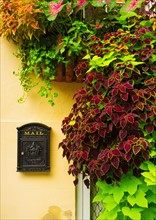 USA, South Carolina, Charleston, Close up of house wall with ivy and mailbox.
